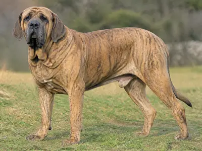 Fila Brasileiro犬