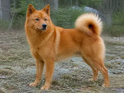 芬兰狐狸犬