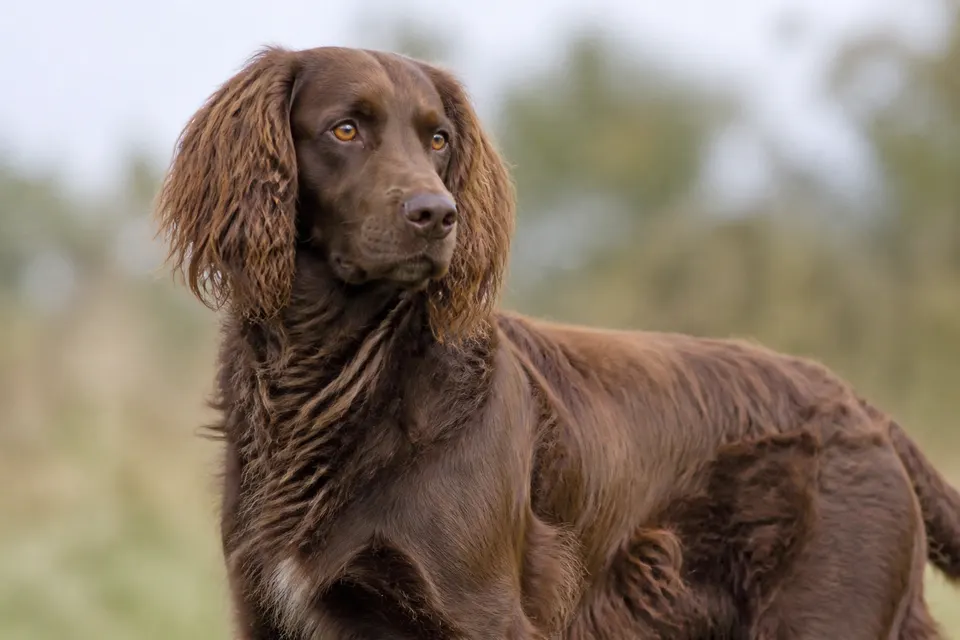German Spaniel犬 · 正面