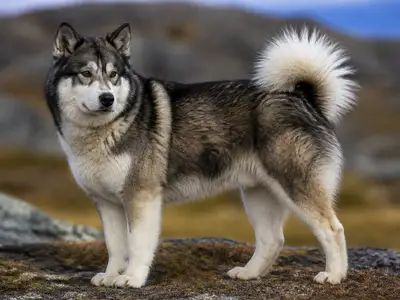 Greenland Dog犬