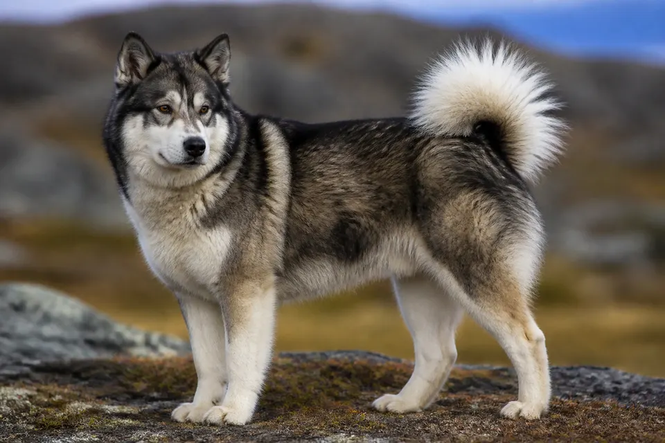 Greenland Dog犬 · 正面