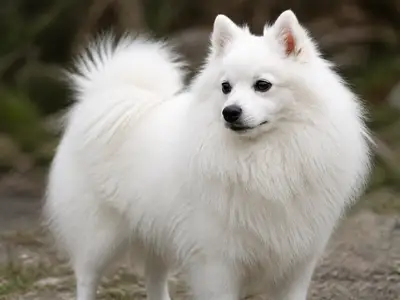 Italian Volpino犬