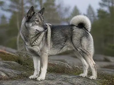 Jämthund犬
