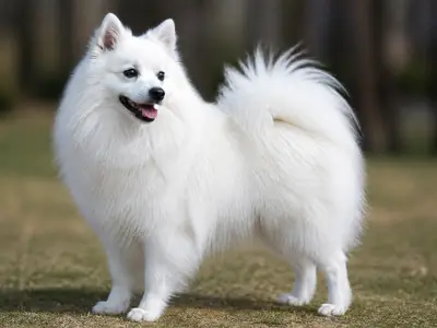Japanese Spitz犬
