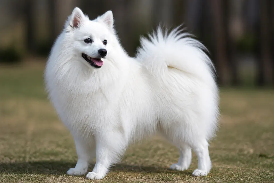 Japanese Spitz犬 · 正面