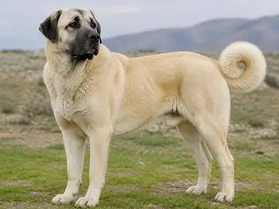 Kangal Shepherd Dog犬