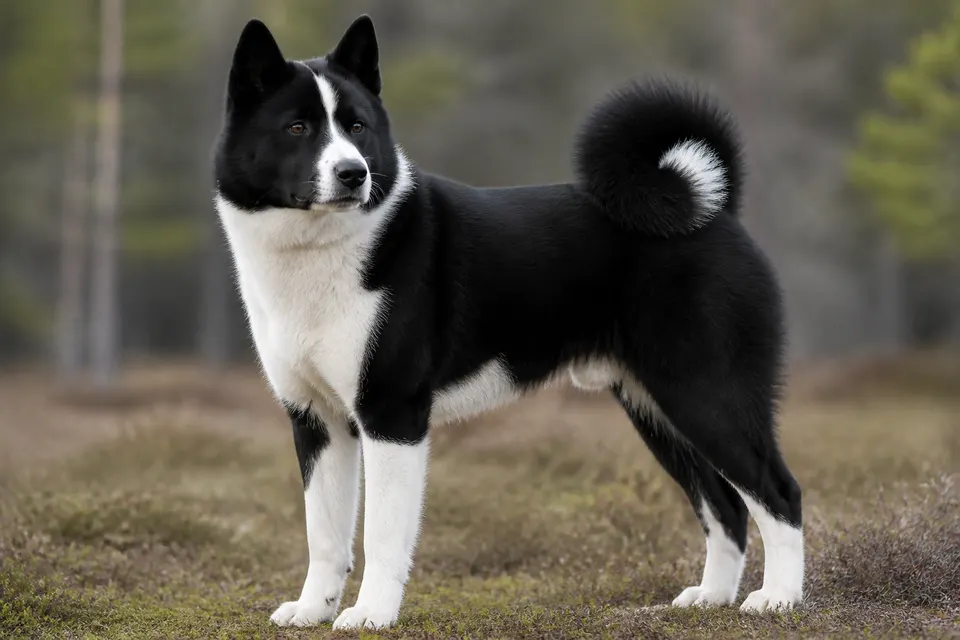 Karelian Bear Dog犬 · 正面