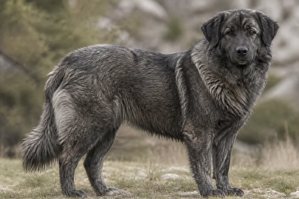 Karst Shepherd Dog犬 · 正面