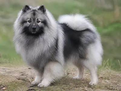 荷兰毛狮犬