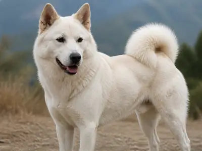 Kintamani-Bali Dog犬