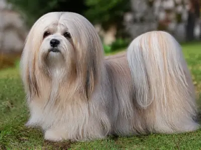 拉萨犬