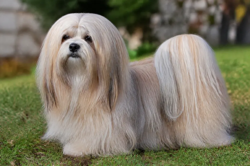 拉萨犬 · 正面