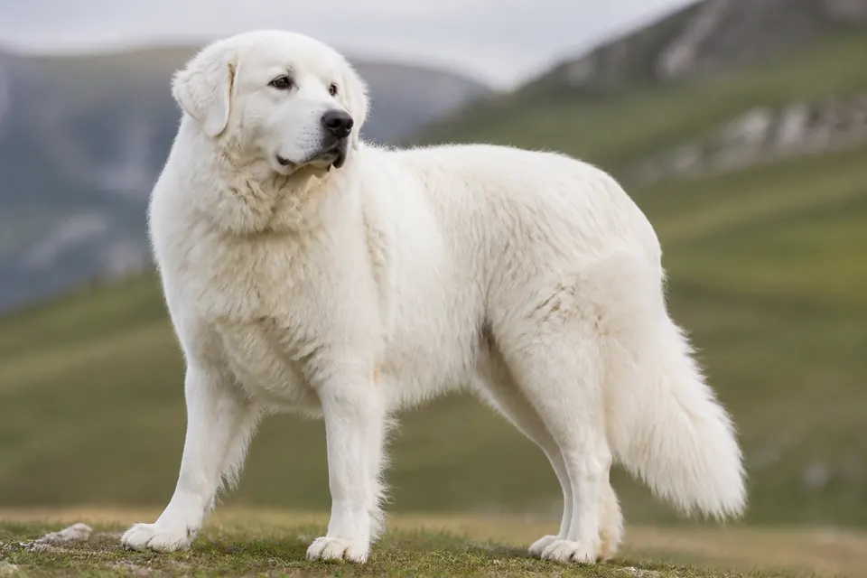 Maremma and The Abruzzes Sheepdog犬 · 正面