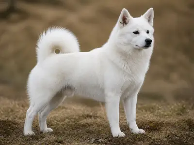 Norrbottenspitz犬
