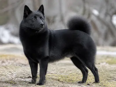 Norwegian Elkhound Black犬