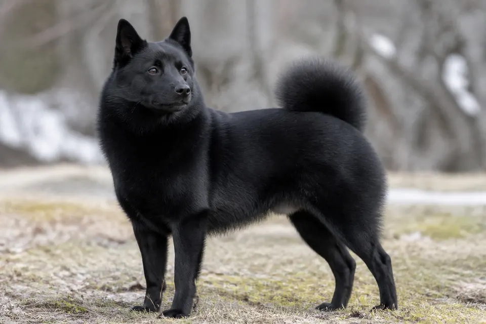 Norwegian Elkhound Black犬 · 正面