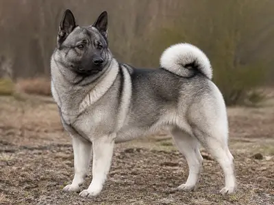 Norwegian Elkhound Grey犬