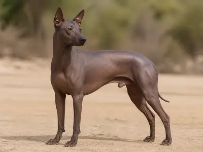 Peruvian Hairless Dog犬