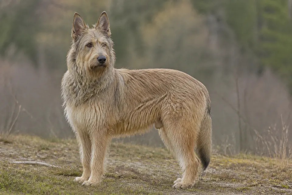 Picardy Sheepdog犬 · 正面