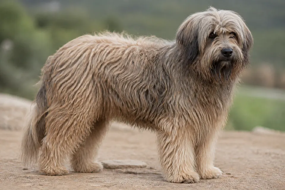 Portuguese Sheepdog犬 · 正面