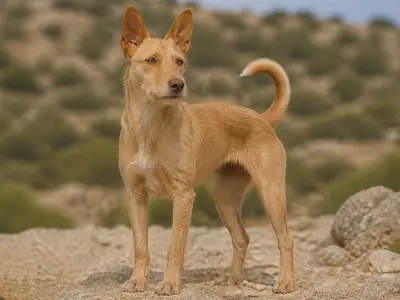 Portuguese Warren Hound-Portuguese Podengo犬
