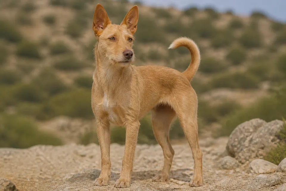 Portuguese Warren Hound-Portuguese Podengo犬 · 正面