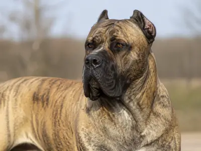 Presa Canario犬