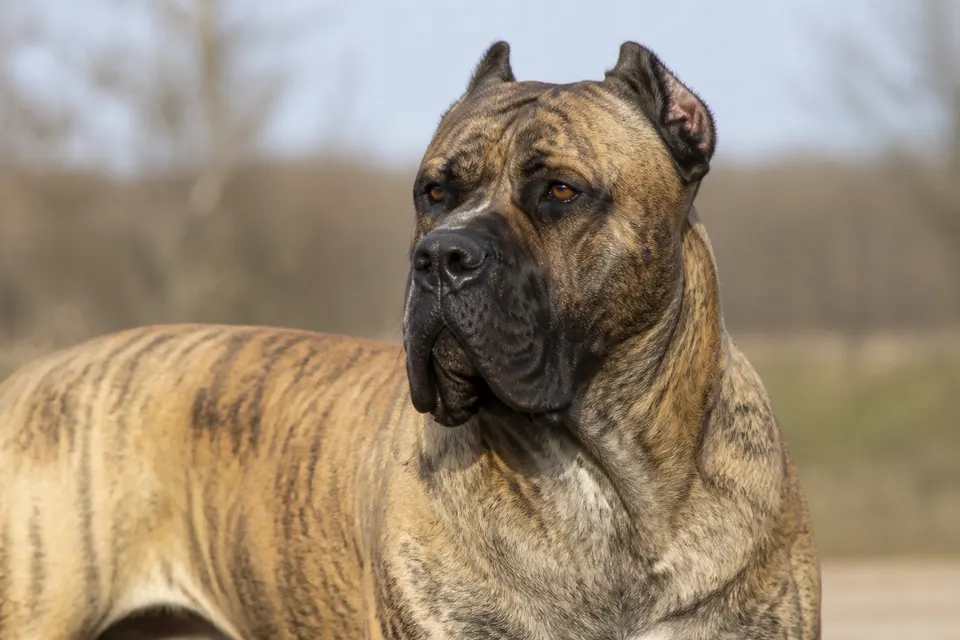 Presa Canario犬 · 正面