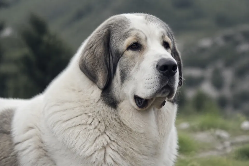 Pyrenean Mastiff犬 · 正面
