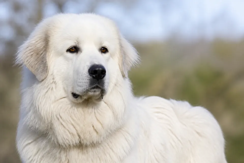 Pyrenean Mountain Dog犬 · 正面