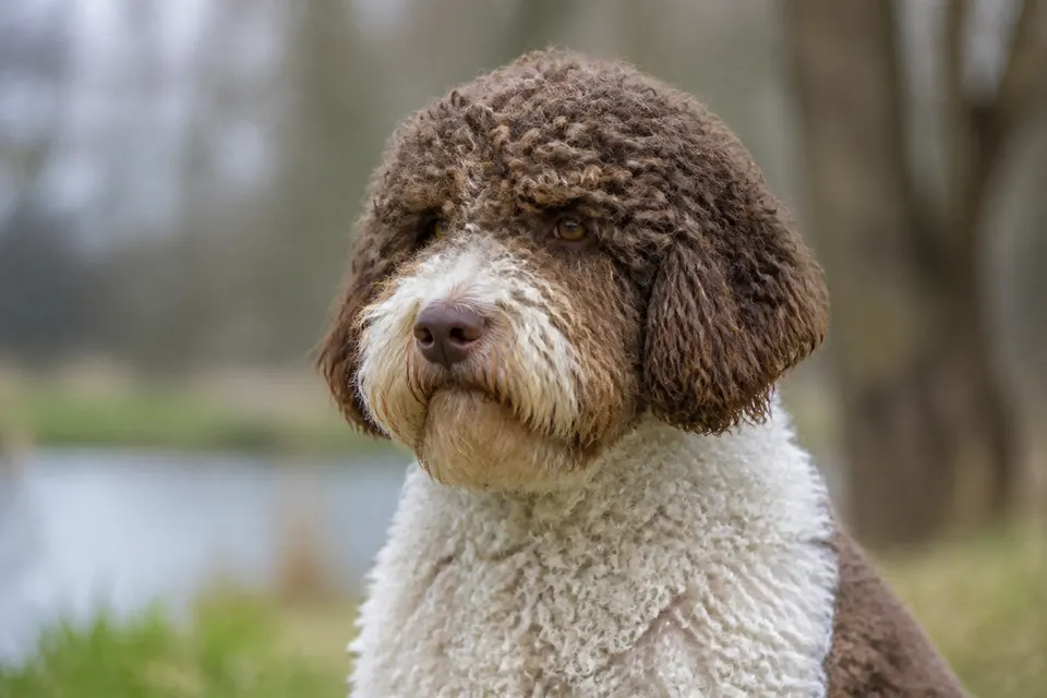 Romagna Water Dog犬 · 正面
