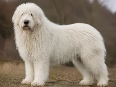 Romanian Mioritic Shepherd Dog犬