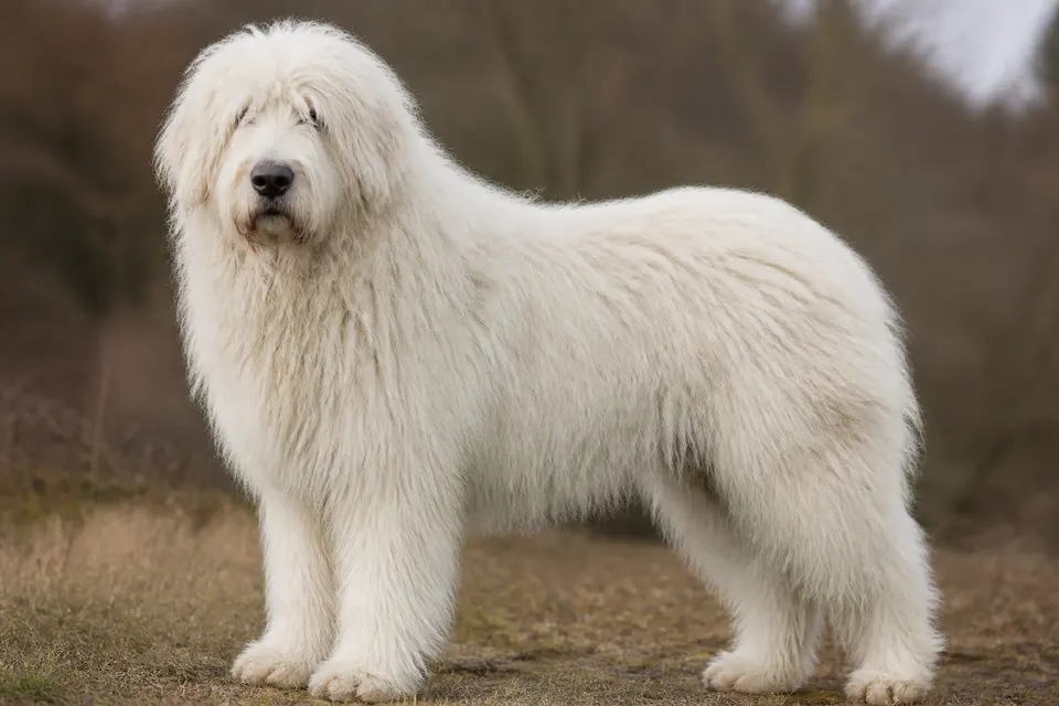 Romanian Mioritic Shepherd Dog犬 · 正面