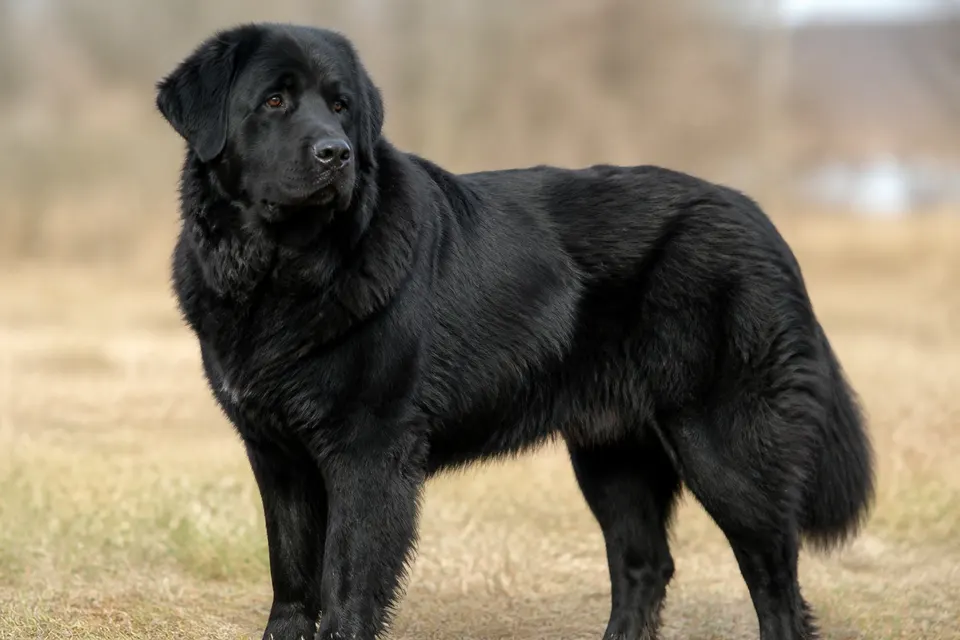 Romanian Raven Shepherd Dog犬 · 正面