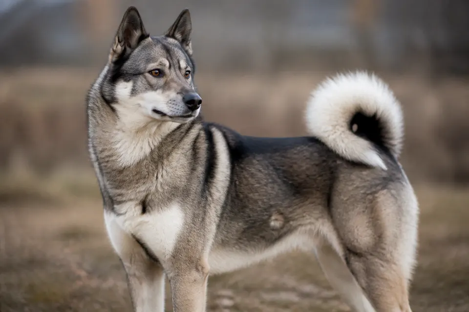 Russian-European Laika犬 · 正面