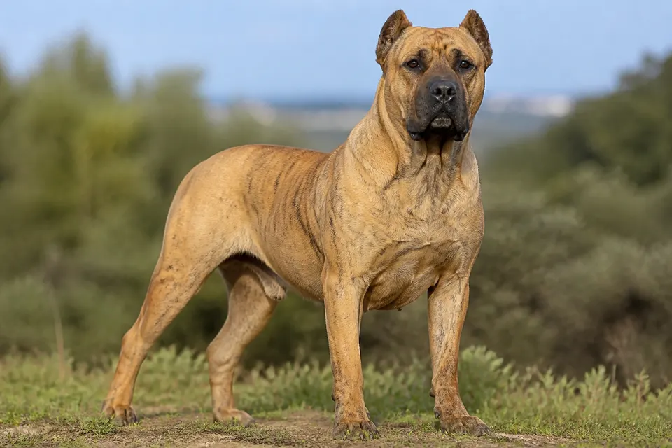 Saint Miguel Cattle Dog犬 · 正面