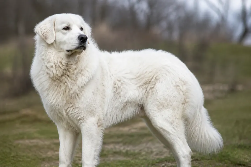 Slovakian Chuvach犬 · 正面