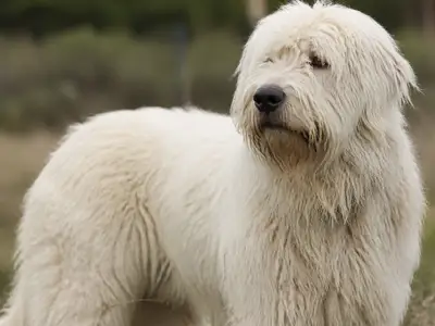 South Russian Shepherd Dog犬