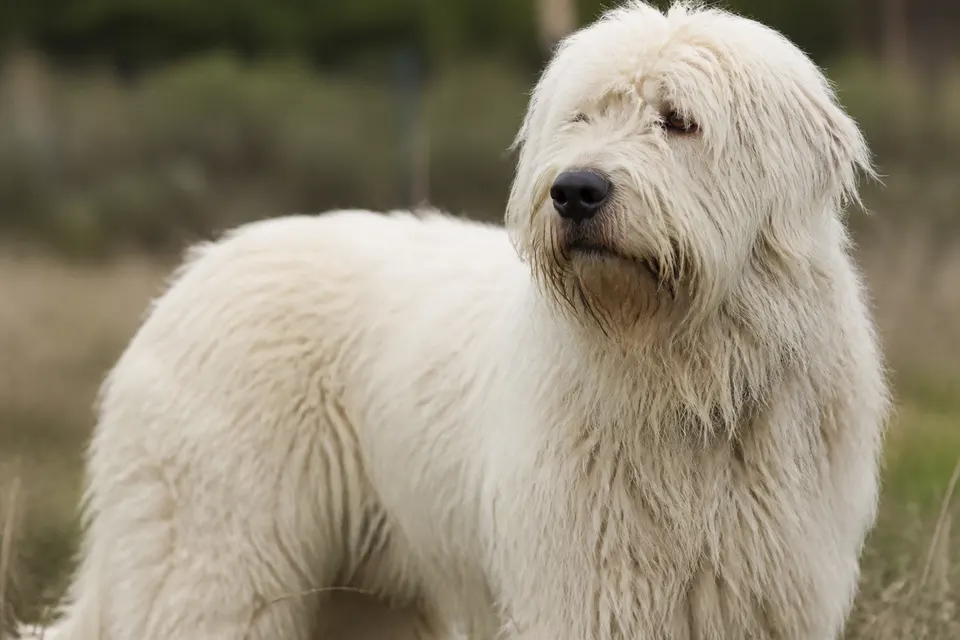 South Russian Shepherd Dog犬 · 正面