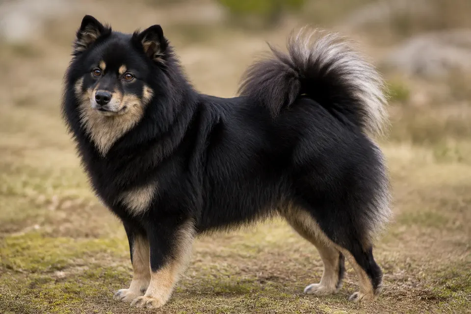 Swedish Lapphund犬 · 正面