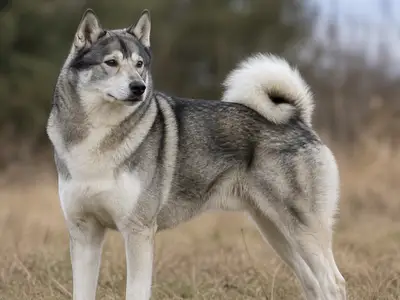 West Siberian Laika犬