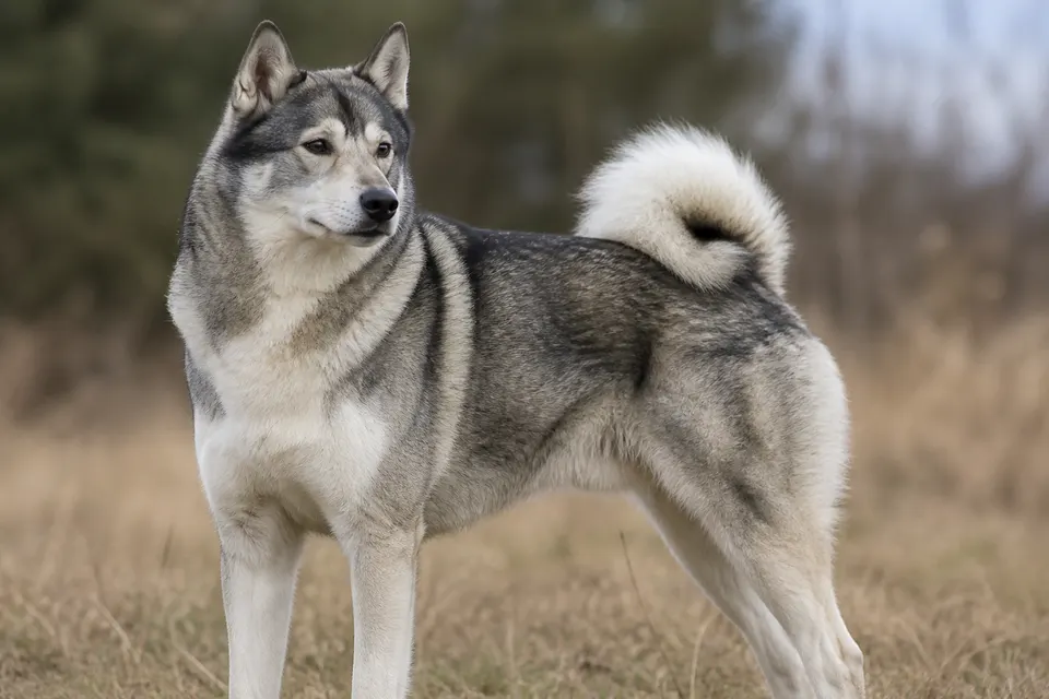 West Siberian Laika犬 · 正面