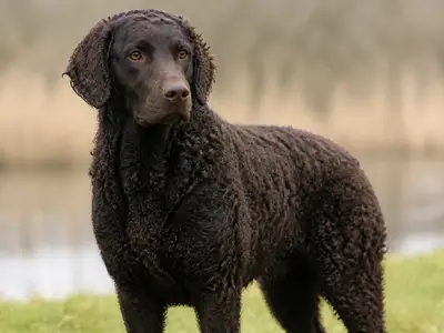 Wetterhoun犬
