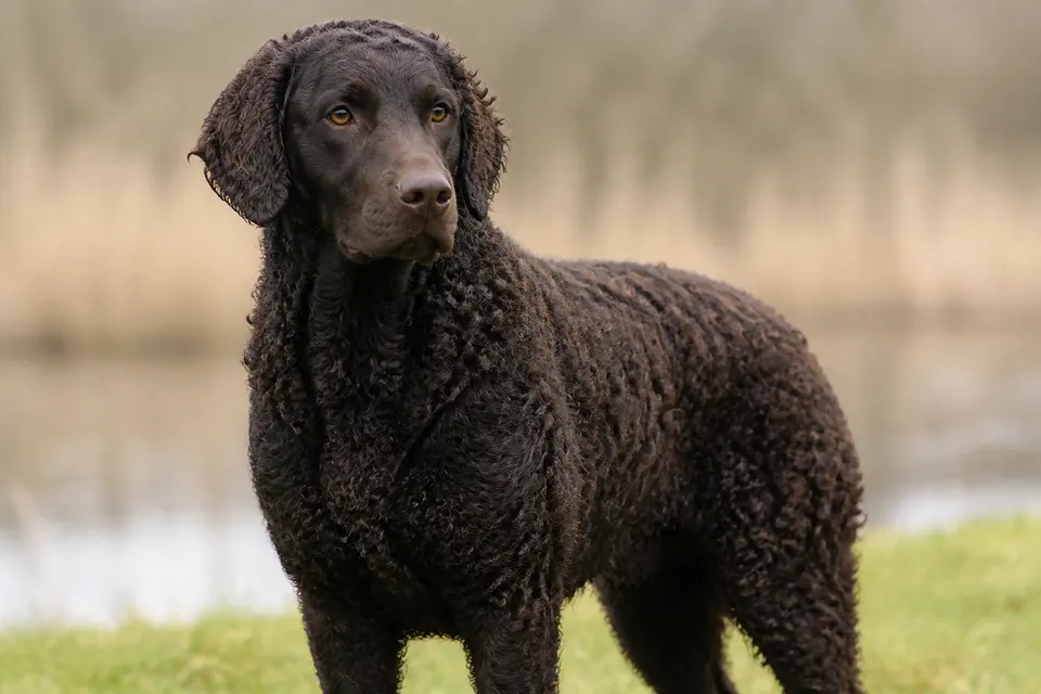 Wetterhoun犬 · 正面
