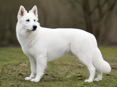White Swiss Shepherd Dog犬