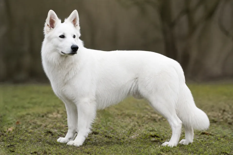 White Swiss Shepherd Dog犬 · 正面