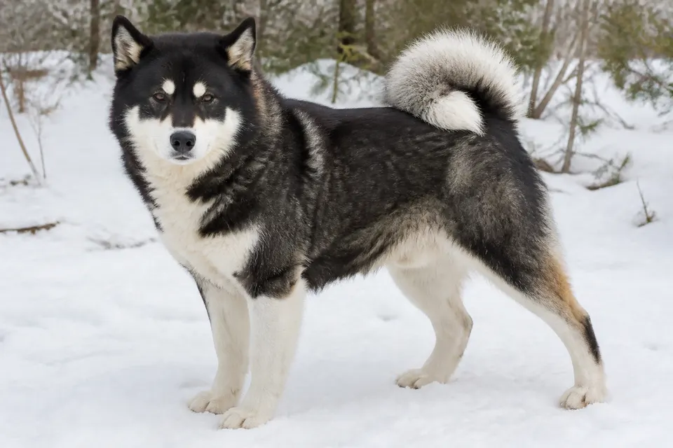 Yakutian Laika犬 · 正面