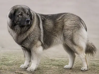 Yugoslavian Shepherd Dog - Sharplanina犬