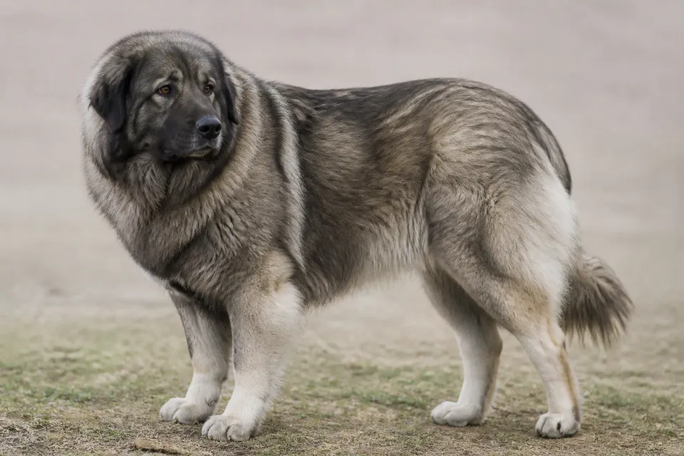 Yugoslavian Shepherd Dog - Sharplanina犬 · 正面