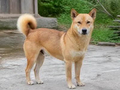 中华田园犬